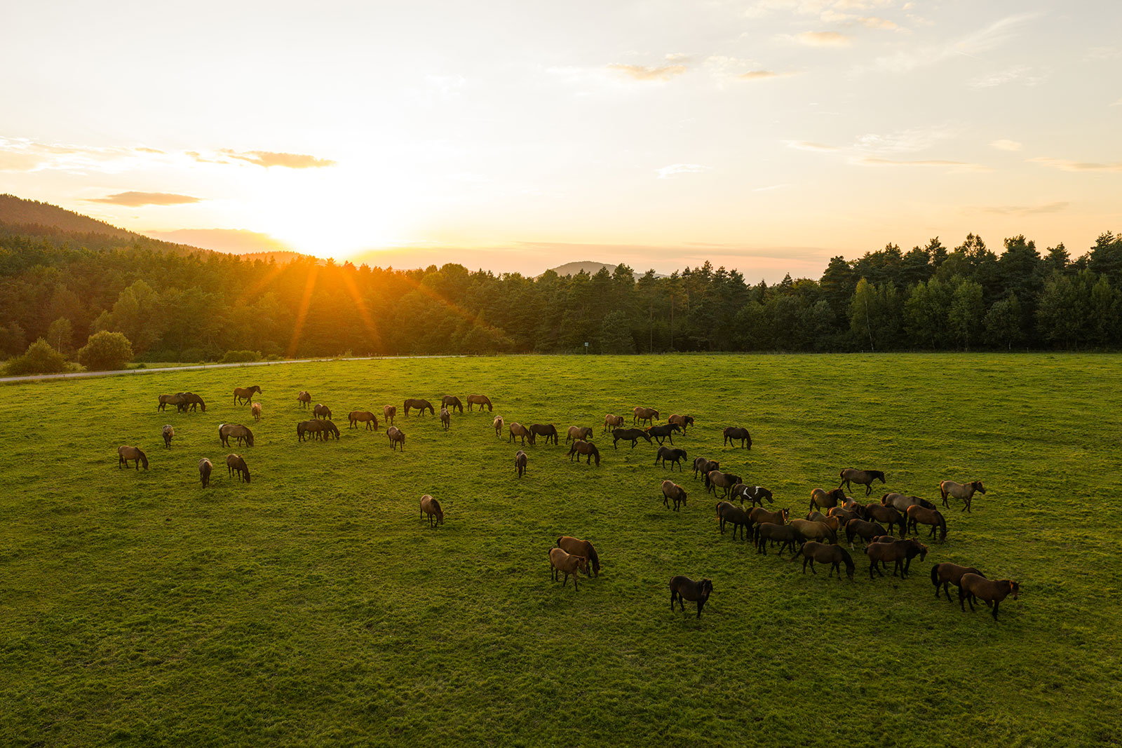 Stadnina Koni Huculskich „Gładyszów”